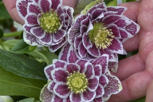 Helleborus 'Shotgun Wedding' New 2024